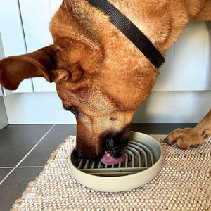 Why Your Pet Deserves the Best: The Pet Fashion Simple Slow Feeding Bowl