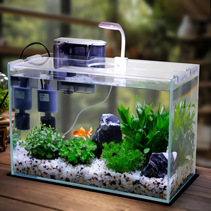 Designing a Thriving Home for Your Fish