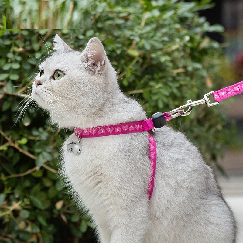 Discover the Perfect Pet Vest for Your Small Dog!