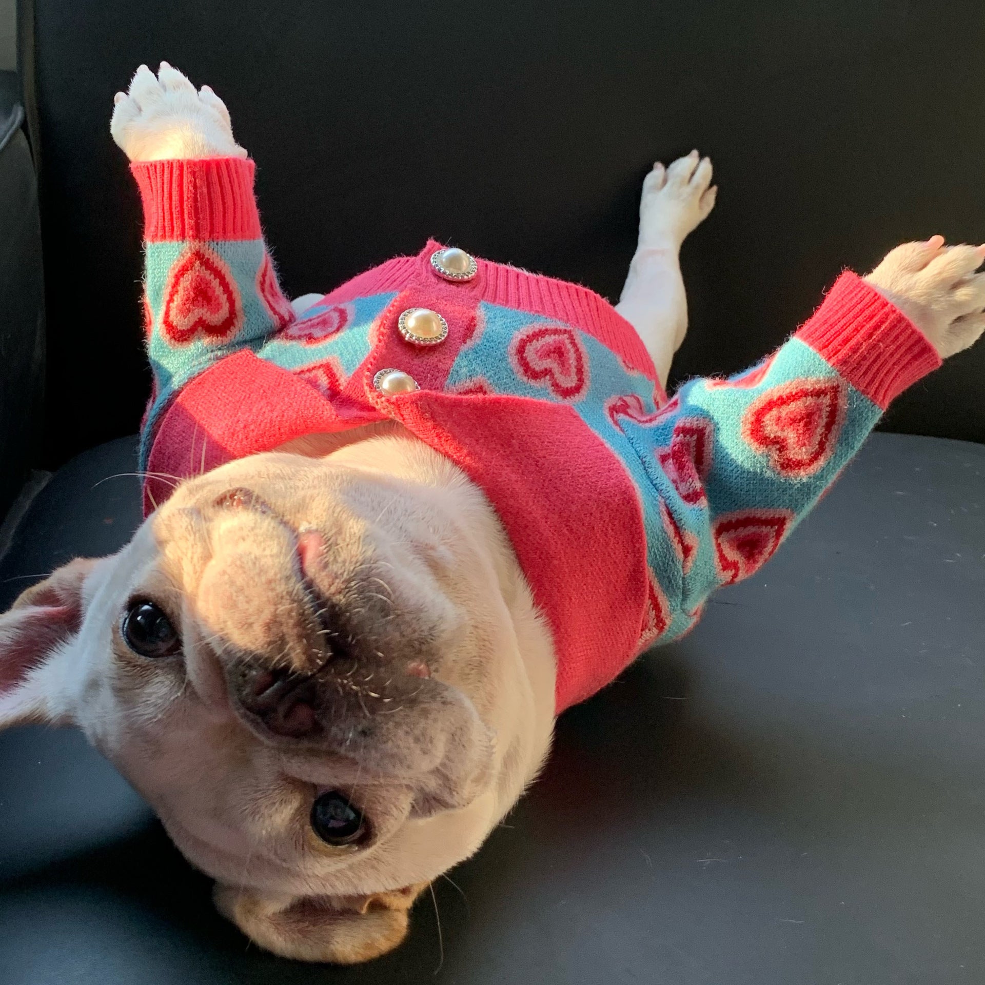 Pet Sweater Cat French Schnauzer