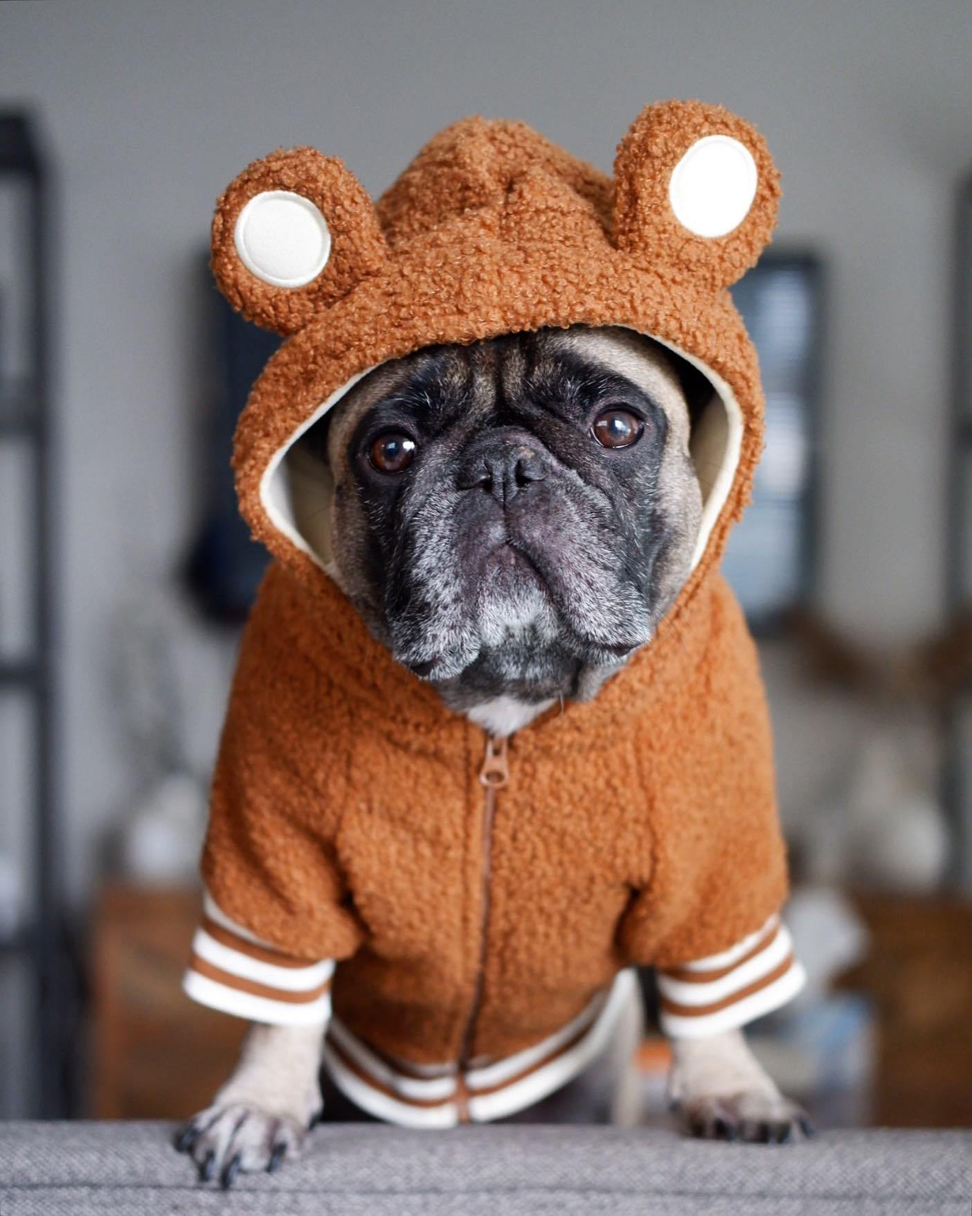 Pet Brand Fleece-lined Warm Ear-standing Sweater